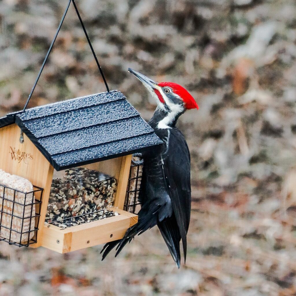 Pileated Woodpecker | tomandvanessascountry.com