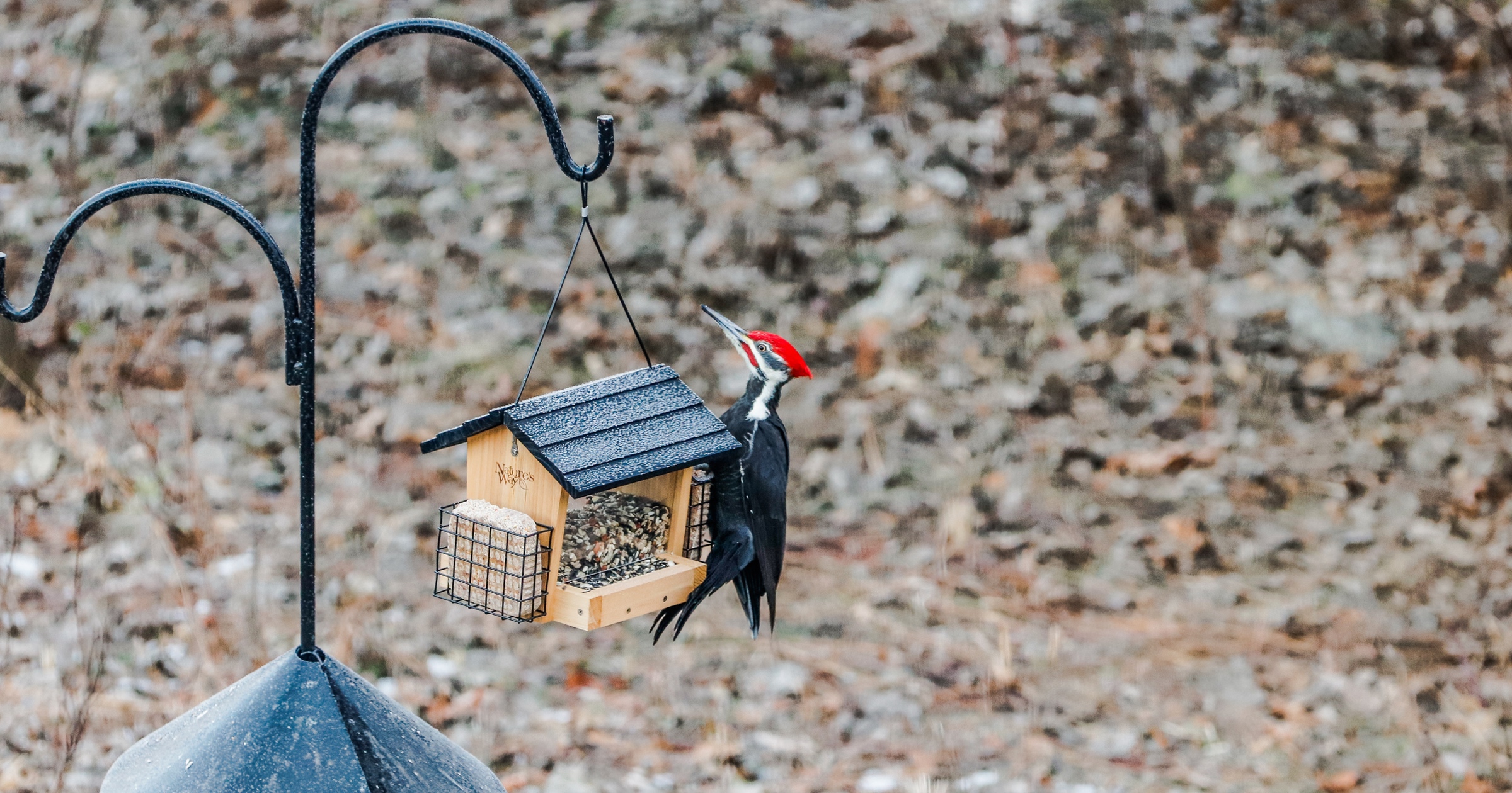 Pileated Woodpecker | tomandvanessascountry.com